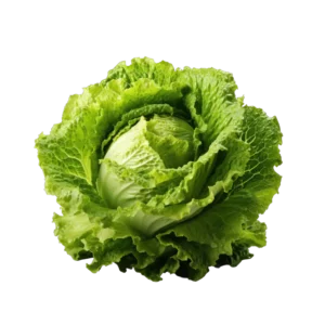 Lattuga